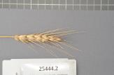 Click for 1 image(s) for this accession. Spike